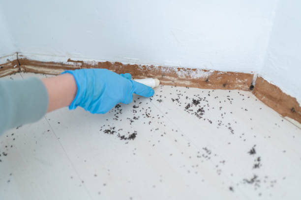 Best Pest Prevention Services  in Homestead Valley, CA